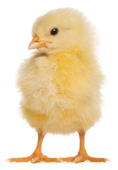 A recently-hatched chick