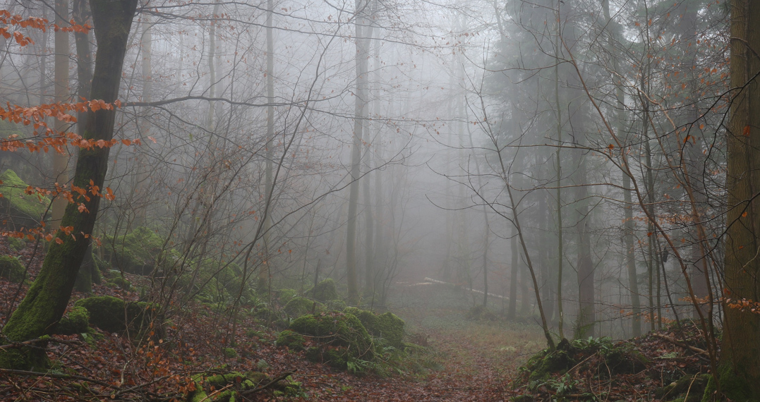 Misty English woodland